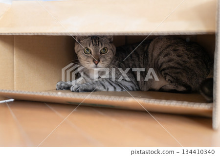 紙箱裡一隻可愛的貓-虎斑貓 紙箱裡一隻可愛的貓-虎斑貓 134410340