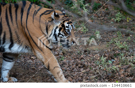 行走的老虎 蘇門答臘虎 134410661