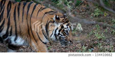 行走的老虎 蘇門答臘虎 134410662