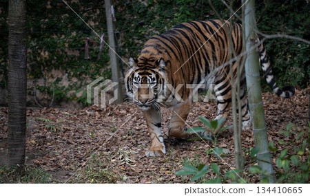 行走的老虎 蘇門答臘虎 134410665