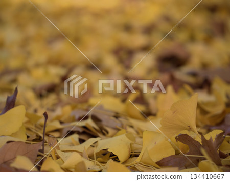 深秋時節落下的銀杏葉 深秋時節落下的銀杏葉 134410667