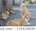 很多貓 134410699