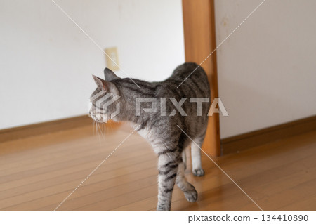 Sabatra cat walking in the house 134410890