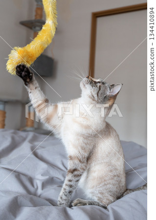 Cat playing with toys Cat playing with toys 134410894