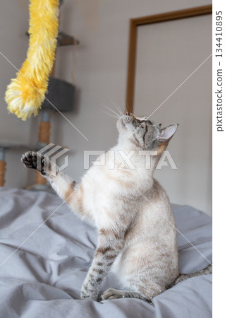 Cat playing with toys 134410895
