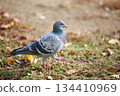 Rock pigeon 134410969