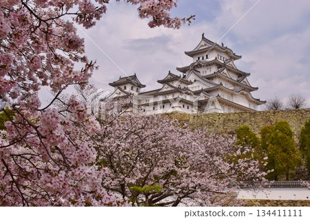 Himeji Castle surrounded by cherry blossoms in full bloom Himeji Castle surrounded by cherry blossoms in full bloom 134411111