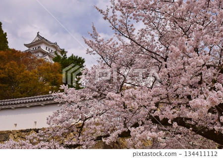 姬路城被盛開的櫻花環繞。 134411112