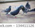 Pigeons fighting over food 134411126