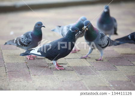 Pigeons fighting over food 134411126