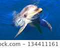 Dolphins (Dolphin Island, Tsukumi City, Oita Prefecture) 134411161