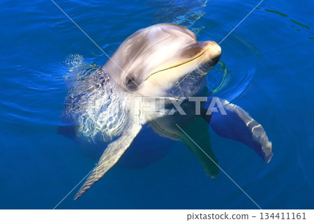 Dolphins (Dolphin Island, Tsukumi City, Oita Prefecture) 134411161