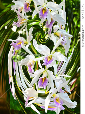 A soothing window where orchids bloom 134411269