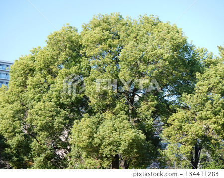 Fresh green trees | Tatsumi no Mori Seaside Park Fresh green trees | Tatsumi no Mori Seaside Park 134411283