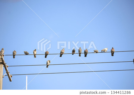 Pigeon perch 134411286