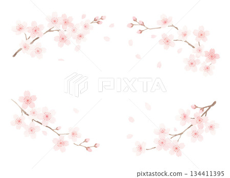 Cherry blossoms in full bloom that you never tire of seeing every year 134411395