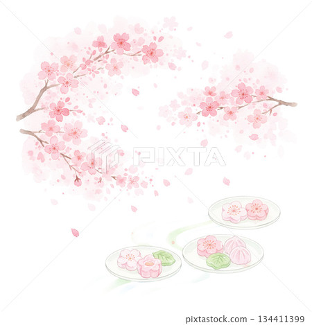 Cherry blossoms in full bloom that you never tire of seeing every year 134411399