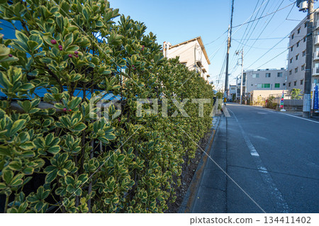 冬季樹籬種植 134411402