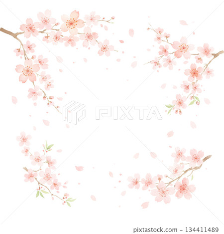 Cherry blossoms in full bloom that you never tire of seeing every year 134411489