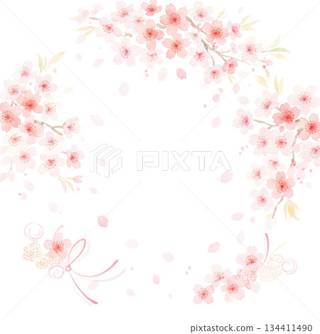 Cherry blossoms in full bloom that you never tire of seeing every year 134411490