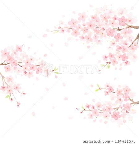 Cherry blossoms in full bloom that you never tire of seeing every year 134411573