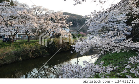 Cherry blossoms in full bloom and the scenery reflected on the water surface - Ishikawa Sakuradani 134411713