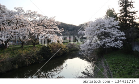 Cherry blossoms in full bloom and the scenery reflected on the water surface - Ishikawa Sakuradani 134411714