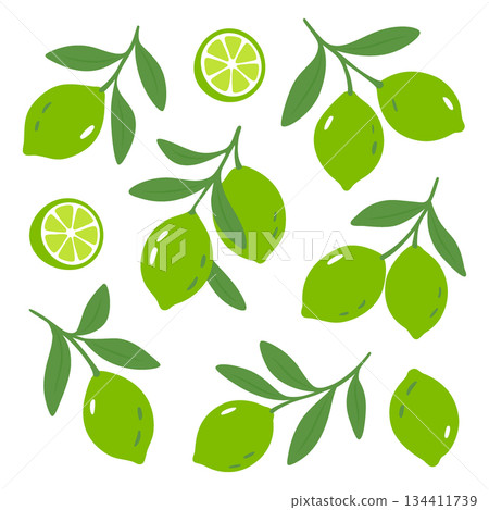 Green limes with branches. Flat design of citrus fruits and slices in vibrant green tones on white background Green limes with branches. Flat design of citrus fruits and slices in vibrant green tones on white background 134411739