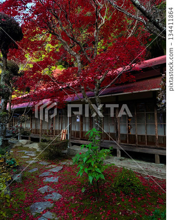 兵庫縣加東市番州清水寺的秋葉一片火紅 134411864