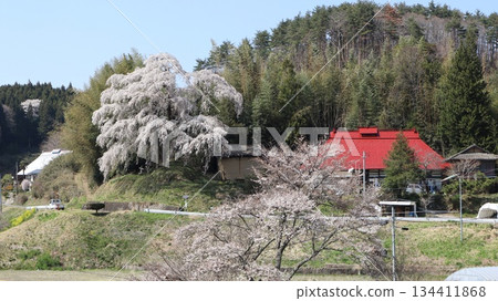 春日山村櫻花盛開:弗林特的垂枝櫻花 春日山村櫻花盛開:弗林特的垂枝櫻花 134411868
