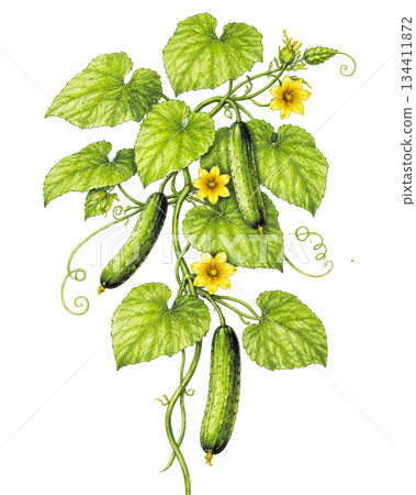 栽培黃瓜的透明背景插圖 134411872
