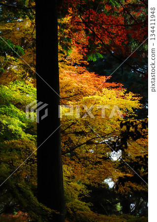 Autumn leaves at Banshu Kiyomizu-dera Temple in Kato City, Hyogo Prefecture 134411948