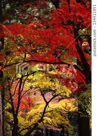 Autumn leaves at Banshu Kiyomizu-dera Temple in Kato City, Hyogo Prefecture 134411951