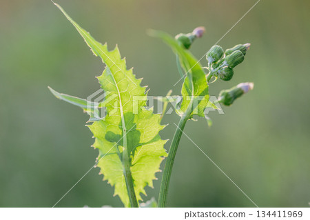 A close-up of a fresh green plant with young buds and textured leaves against a soft, blurred background. Macro photography of rapstenia. Sow thistle close-up. A close-up of a fresh green plant with young buds and textured leaves against a soft, blurred background. Macro photography of rapstenia. Sow thistle close-up. 134411969
