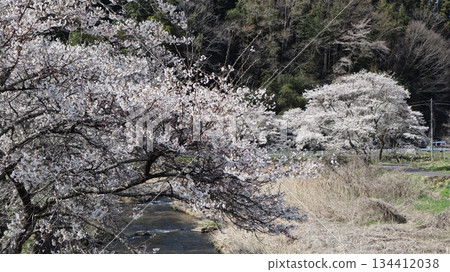 古殿町，河邊櫻花盛開 134412038