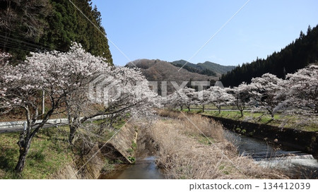 古殿町，河邊櫻花盛開 134412039