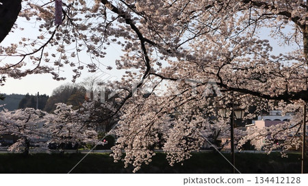 喜多和今出川河上有一排櫻花樹 134412128
