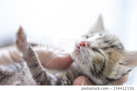 Tiny cute baby kitten in the palm of the hand 134412138