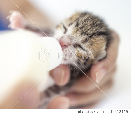 Closeup feeding baby kitten with a bottle of milk. Closeup feeding baby kitten with a bottle of milk. 134412139