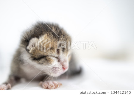 Closeup of Tiny cute baby kitten Closeup of Tiny cute baby kitten 134412140