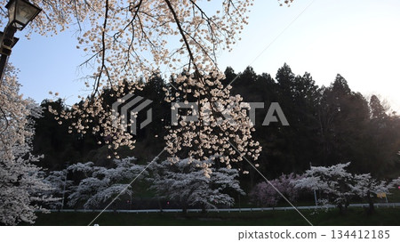 喜多和今出川河上有一排櫻花樹 134412185