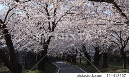 A road running through a tunnel of cherry blossoms - Akagi Minami Senbonzakura A road running through a tunnel of cherry blossoms - Akagi Minami Senbonzakura 134412367