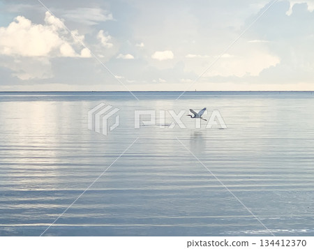 White birds flying over a quiet sea and a calm horizon. Minimalist seascape and natural background material. 134412370