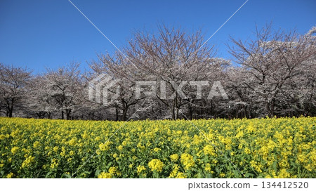 油菜花與櫻花交相輝映的景色-赤城南部的千本櫻 油菜花與櫻花交相輝映的景色-赤城南部的千本櫻 134412520