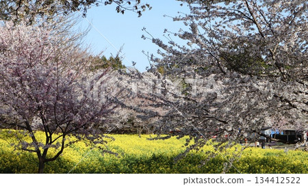 A landscape of rape blossoms and cherry blossoms - Akagi's southern Senbonzakura A landscape of rape blossoms and cherry blossoms - Akagi's southern Senbonzakura 134412522