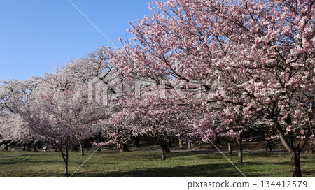Cherry blossoms in full bloom against the blue sky: Akagi Nanmen Senbonzakura 134412579