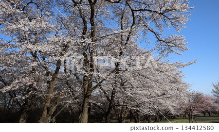 Cherry blossoms in full bloom against the blue sky: Akagi Nanmen Senbonzakura Cherry blossoms in full bloom against the blue sky: Akagi Nanmen Senbonzakura 134412580