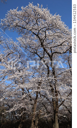 Cherry blossoms in full bloom against the blue sky: Akagi Nanmen Senbonzakura Cherry blossoms in full bloom against the blue sky: Akagi Nanmen Senbonzakura 134412583