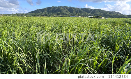 Okinawa Ishigaki Island scenery sugarcane fields 134412884