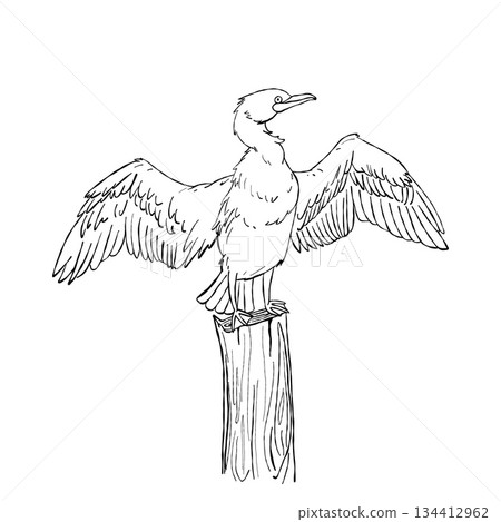 Cormorant seabird with open wings standing on wooden post hand drawn wildlife line art illustration isolated on white background 134412962